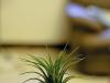 Цветок тилландсия уход в домашних условиях фото размножение как поливать и подкармливать Цветок тилландсия как ухаживать