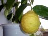Виды и сорта комнатных домашних лимонов