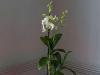 Орхидея Дендробиум Нобиле — Уход и размножение в домашних условиях