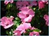Лаватера многолетняя — неприхотливая красавица с целебными свойствами Садовая роза лаватера в горшке